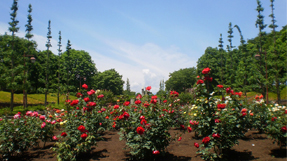 Akirudai Parkの写真