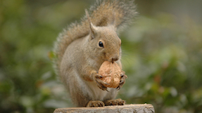 Inokashira Park Zoo
(Inokashira Zoo)の写真
