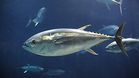 Tokyo Sea Life Parkの写真